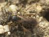 Lasioglossum sp.